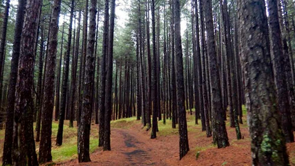 Pineta Ragabo Castiglione di Sicilia (or Linguaglossa)